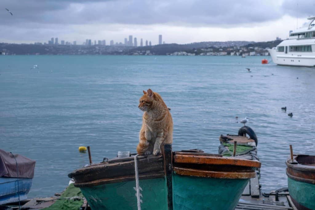 cat on boat 1